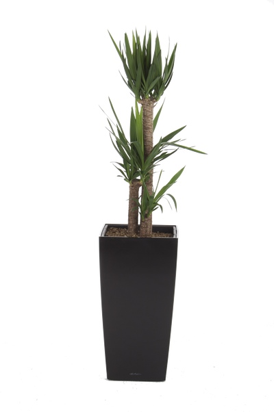 office plants cubico yucca